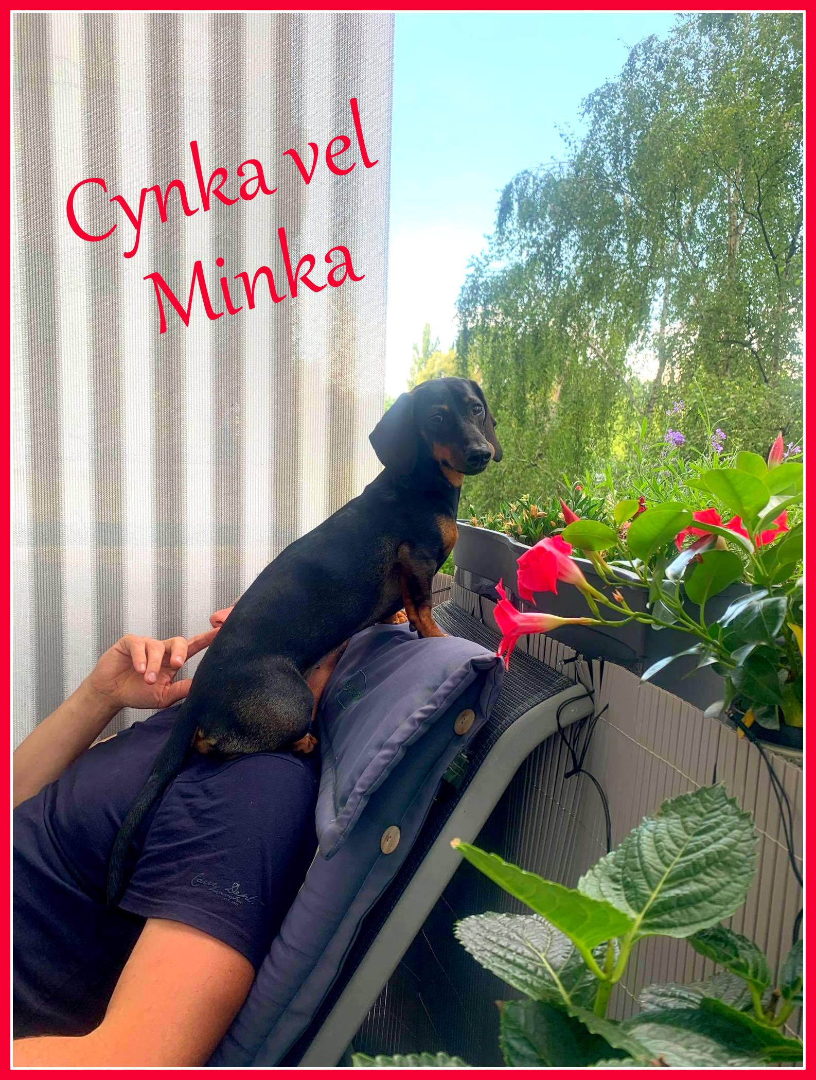 Cynka Minka
